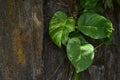 Golden pothos or Epipremnum aureum Royalty Free Stock Photo