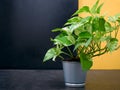 Golden pothos Epipremnum aureum in a pot on black ceramic tile floor in bathroom with copy space. Royalty Free Stock Photo