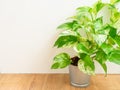 Golden pothos Epipremnum aureum in a pot on wood ceramic tile floor Royalty Free Stock Photo