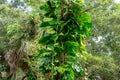 Golden pothos Epipremnum aureum vines growing up a tree - Long Key Natural Area, Davie, Florida, USA Royalty Free Stock Photo