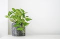 Golden pothos or Epipremnum aureum on white table