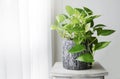 Golden pothos or Epipremnum aureum at window in the bedroom Royalty Free Stock Photo