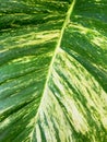 Golden Pothos Leaf Texture