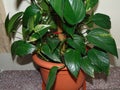 Golden pothos plant in the pot. Epipremnum aureum Royalty Free Stock Photo