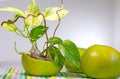 A golden pothos planted in a shell of Citrus sweety fruit.