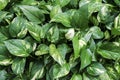 Golden pothos or Scindapsus aureus