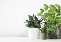 Golden pothos and snake plant on the white wooden table Royalty Free Stock Photo
