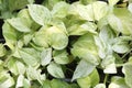 Golden pothos tree of tropical ornamental in the garden.