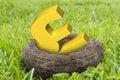 Golden pound sterling symbol in nest Royalty Free Stock Photo