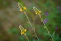 Golden prairie clover - Dalea aurea