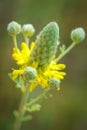 Golden prairie clover - Dalea aurea