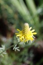 Golden Prairie Clover Wildflower Close-up