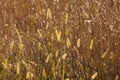 Golden Prairie Grass Plumes Royalty Free Stock Photo