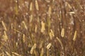 Golden Prairie Grass Plumes Royalty Free Stock Photo