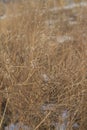 Golden Prairie Grass