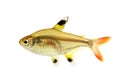 Golden pristella tetra Pristella maxillaris X-ray tetra aquarium fish isolated Royalty Free Stock Photo