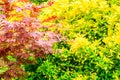 Golden Privet as a Eyecatcher in front garden Royalty Free Stock Photo