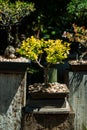 Golden privet bonsai tree