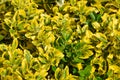 Golden Privet