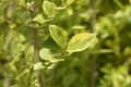 Golden privet Royalty Free Stock Photo