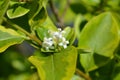 Golden privet Royalty Free Stock Photo