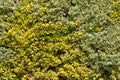 Golden privet hedge