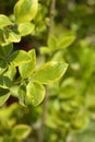 Golden privet