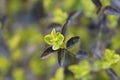 Golden privet Royalty Free Stock Photo