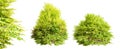 Golden Privet shrubs ( Ligustrum Ovalifolium ) bushes isolated on white background. 3D render. Royalty Free Stock Photo