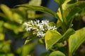 Golden privet Royalty Free Stock Photo