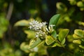 Golden privet