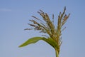 Golden Proso millet Panicum miliaceum ripe seedhead in the summer field blue sky plant Moldova Royalty Free Stock Photo