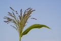 Golden Proso millet Panicum miliaceum ripe seedhead in the summer field blue sky plant Moldova Royalty Free Stock Photo