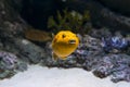 Golden Puffer Fish