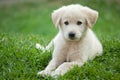 Golden pup Royalty Free Stock Photo