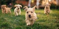 Golden puppies exuberantly playing together on a lush green grassy field in the garden, banner Royalty Free Stock Photo