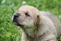 golden puppies, spring nature, still born Royalty Free Stock Photo