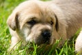 golden puppies, spring nature, still born Royalty Free Stock Photo