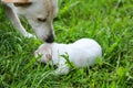 golden puppies, spring nature, still born Royalty Free Stock Photo