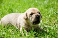 golden puppies, spring nature, still born Royalty Free Stock Photo