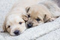golden puppies, spring nature, still born Royalty Free Stock Photo
