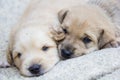 golden puppies, spring nature, still born Royalty Free Stock Photo