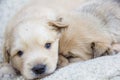 golden puppies, spring nature, still born Royalty Free Stock Photo