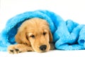 Golden puppy under a blue blanket Royalty Free Stock Photo