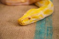 Golden python Big snake closeup Royalty Free Stock Photo