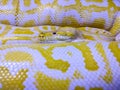 Golden python Royalty Free Stock Photo