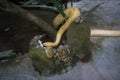 Golden python and white mouse in the terrarium, Saigon zoo, Vietnam