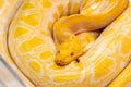 Golden Python in zoo