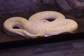 Golden Python in a zoo giant gold boa snake photo