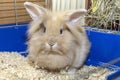 Golden rabbit in a blue cage. Domestic cute pet for children